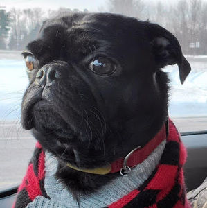 Meet your Posher, Tessa